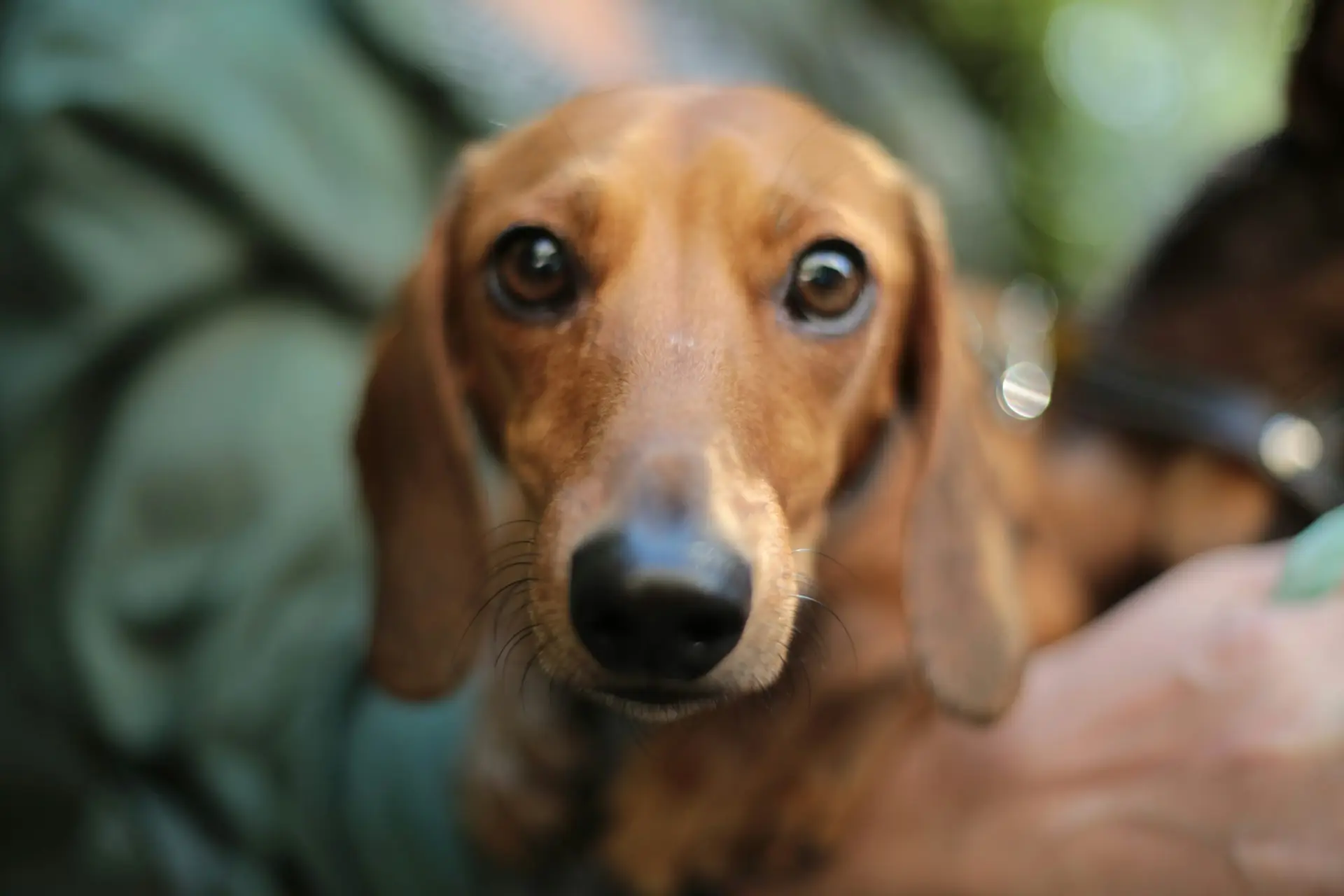 Learn more about this little buddy that just got adopted